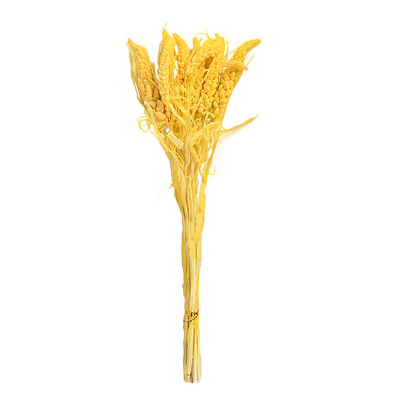 High Quality Natural Dry Xiaomi Panicle 10 Branches1